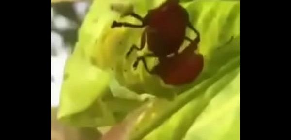  inseto safado comendo a inseta rabuda